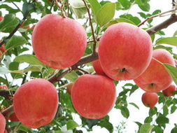 苹果 吉利果蔬 – 产品展示 吉利果蔬有限责任公司