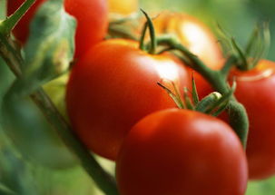 新鲜蔬菜植物种植庄稼青菜绿色食品图片素材 模板下载 1.79MB 其他大全 标志丨符号
